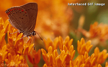 Interlaced GIF example.